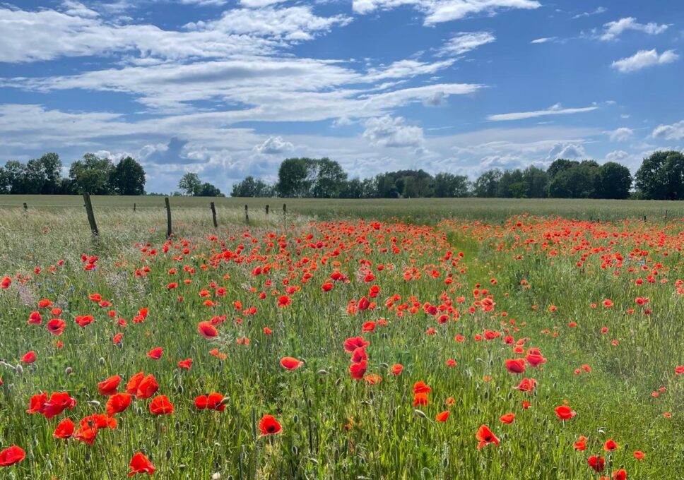 Willkommensagentur Ostprignitz-Ruppin